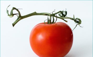 Foto: Leilani Angel/ Unsplash